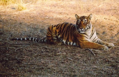 Tiger