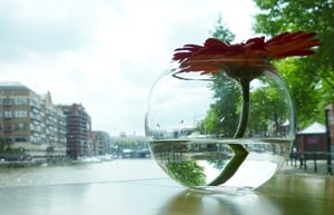 glassboat-flower