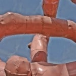 Intestines & The Abattoirs