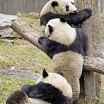 Tracking Panda Bears in China