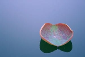 Floating Heart