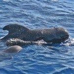Beneath the Deep Blue Sea
