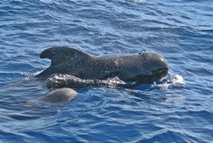 Surfacing Together - Pilot Whales