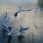 London’s Wings – Bushy Park