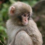 Hot Springs for Stressed Monkeys, Japan