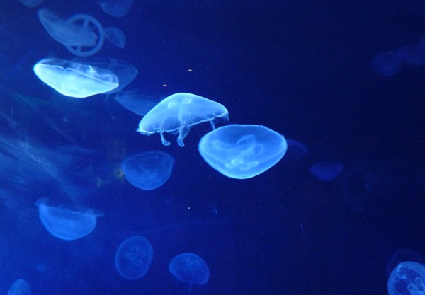 Aquarium - Jellyfish