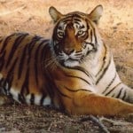 Tigers - Will You See One?