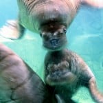 Walruses