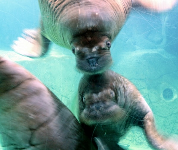 Walruses