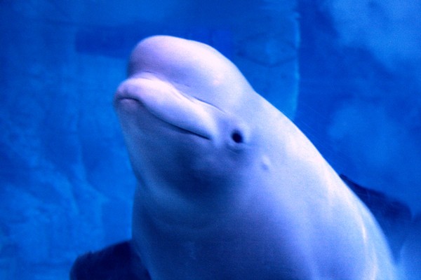 Whale