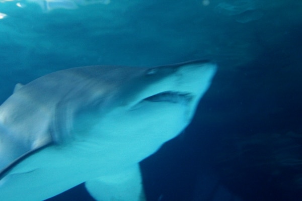 shark