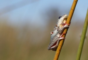 Safari in the Okavango Delta
