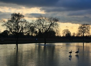 geese on ice