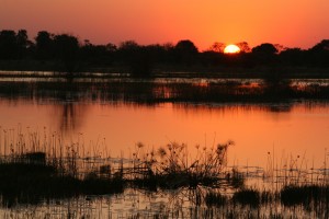 As the sun sets over the Okavango Delta...