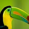 costarica-toucan-CR66 - costa rica -top ten ethical travel destinations