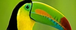 costarica-toucan-CR66 - costa rica -top ten ethical travel destinations