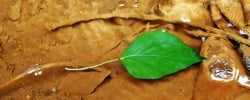 River of Gold And Iron with Green Leaf at the Fuente Agria in Spain