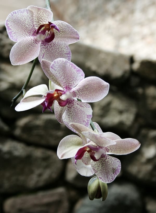 Flower Festival Girona (1) Orchids in Girona's Temps de Flors