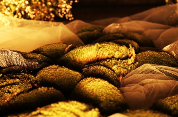 Flower Festival Girona (18) Moss and green stones in Girona's Flower Festival