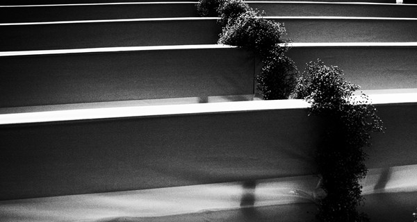 Flower Festival Girona (21) Black and white flower image Festival Girona