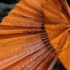 Orange Fans in Girona's Flower Festival