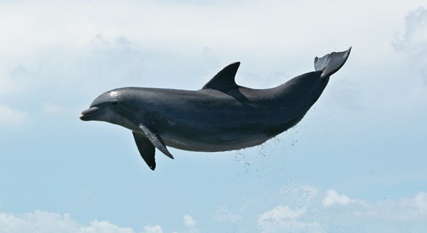 Dolphin-leap.jpg