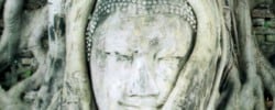 Tree trunk growing around statue of a head for the weekly fun picture quiz