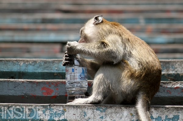 Batu Monkey with water bottle