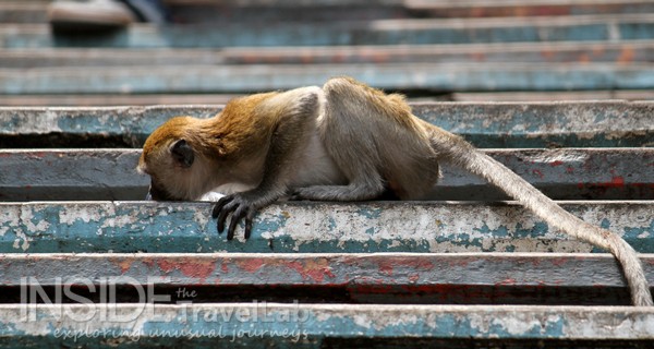 Batu monkey licking water off steps