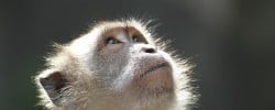 Monkey at the Batu Caves