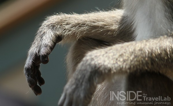Monkey hands at the Batu caves