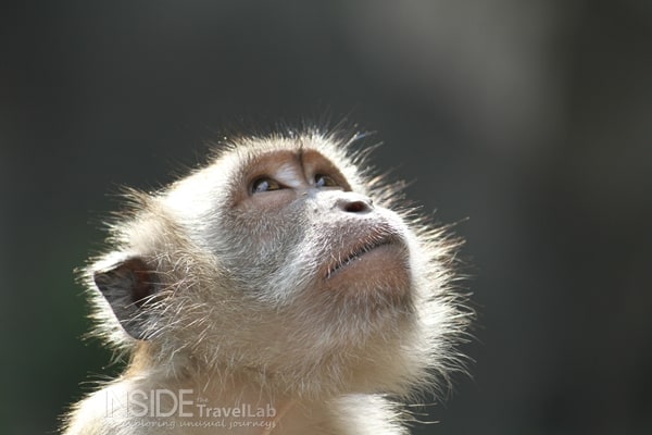 Monkey at the Batu Caves