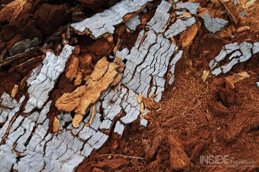 Desroches Island Bark