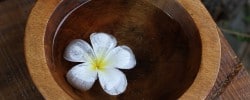 Desroches Island Flower