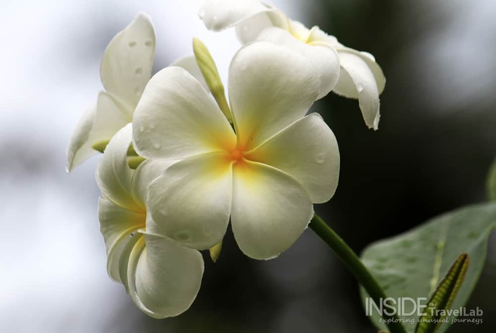 Desroches Island Flowers
