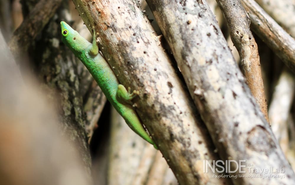 Desroches Island Lizard
