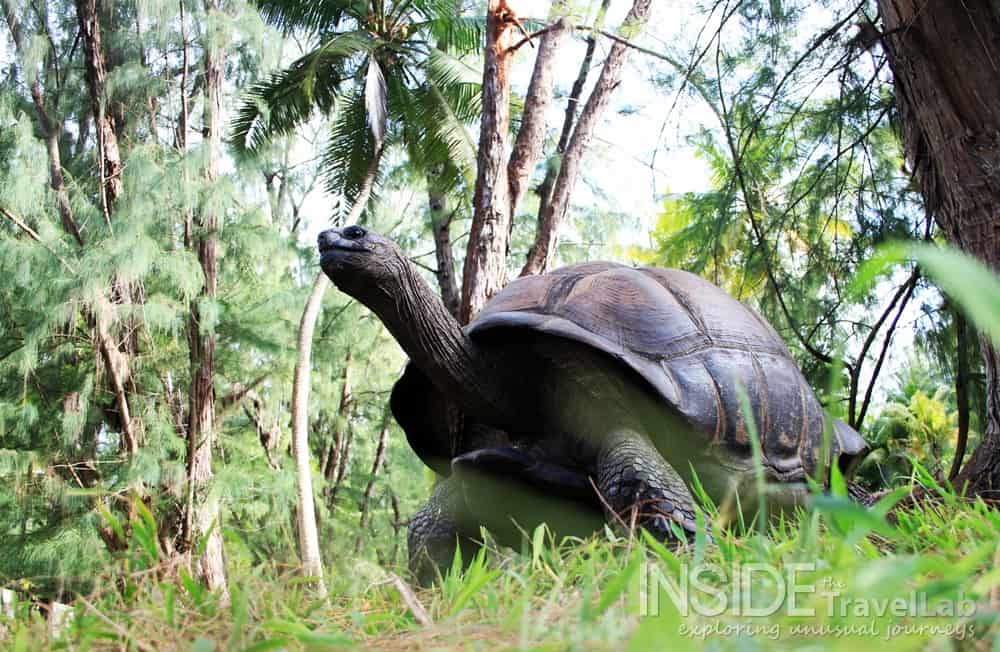 Seychelles Tortoise Picture