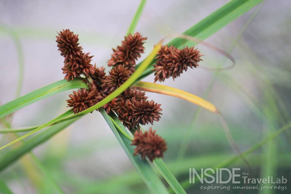 Desroches Island Plants Seychelles