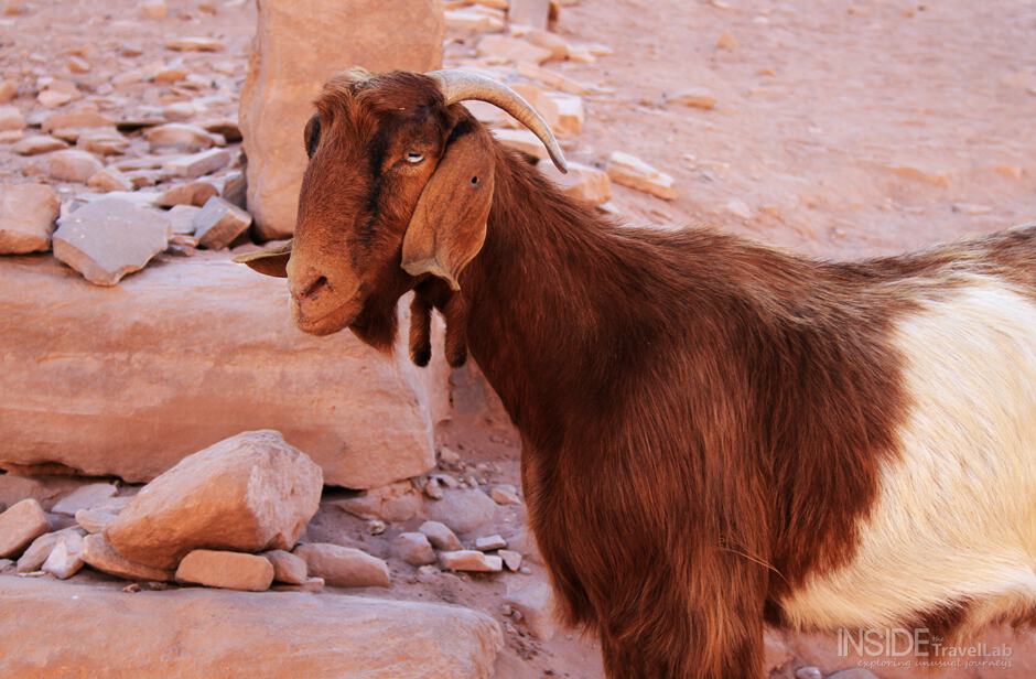 Goat in Petra, Jordania Goat in Petra, Jordania