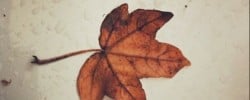 Should I stay leaf