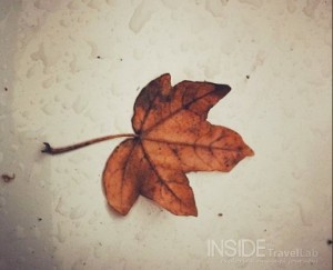 Should I stay leaf
