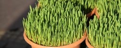 Zagreb Plants