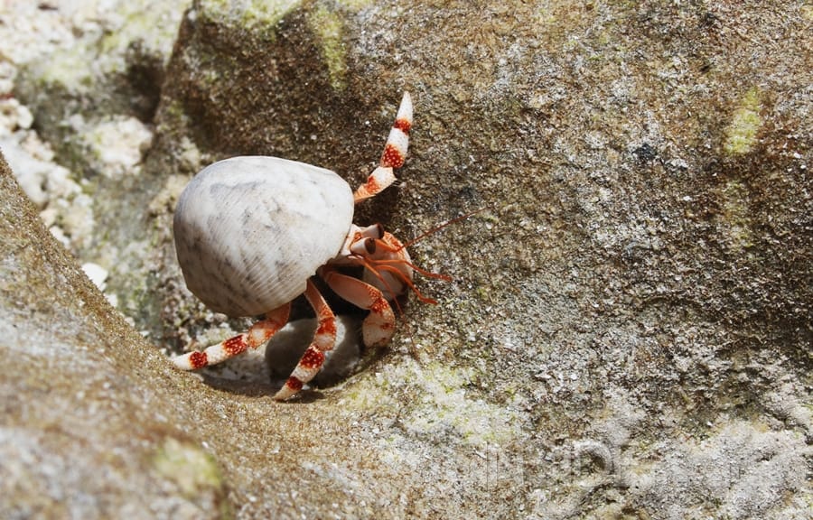 Desroches Hermit Crab