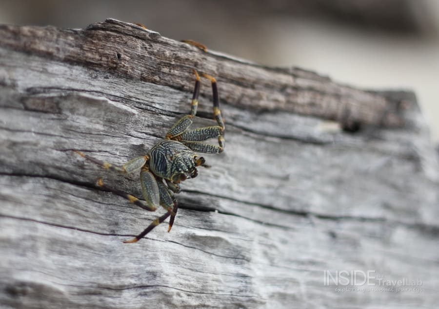 Desroches Island Crab