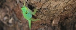 Desroches Lizard
