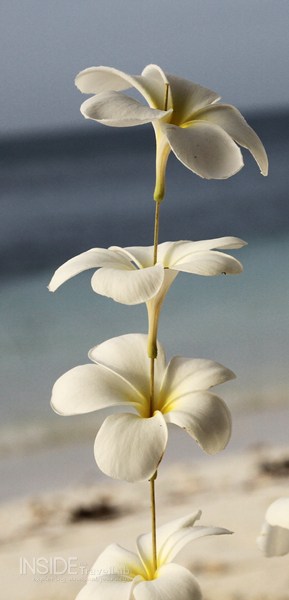 Private Island Flowers
