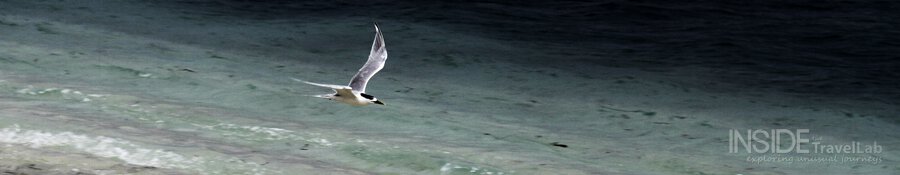 Private island bird Private island bird