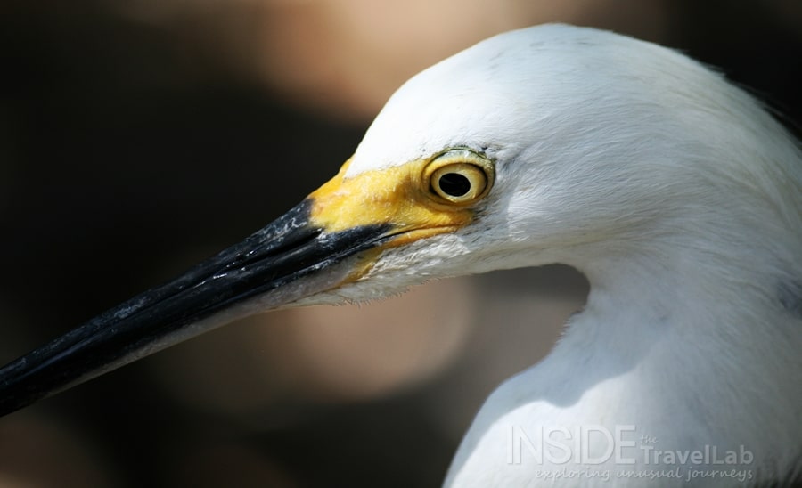 bird Sanctuary close up
