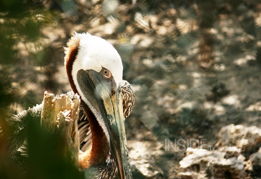 Bird Sanctuary005