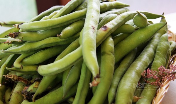 Visiting Umbria - Fava Beans